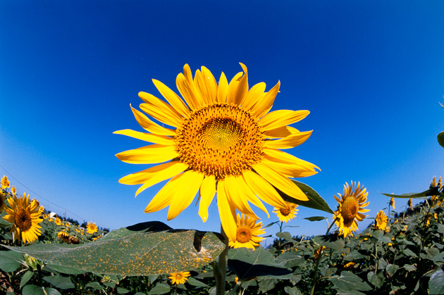 花の黄色と空の青色の対比