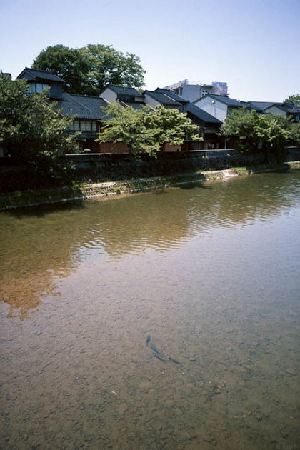 浅野川に鯉がゆったりと泳ぐ