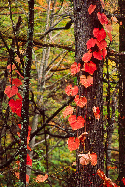 秋を感じる色